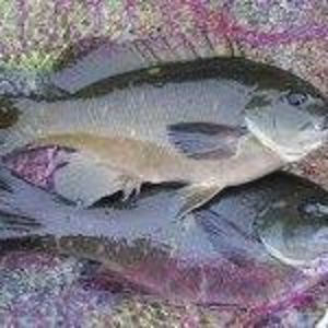 Meet your Posher, Peter